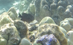 Plectroglyphidodon marginatus