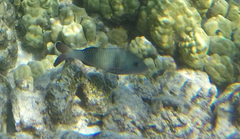 Parupeneus insularis