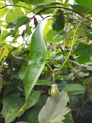 Passiflora sexocellata