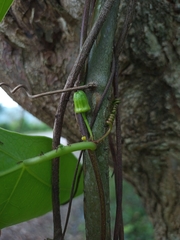 Passiflora sexocellata