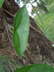 Passiflora sexocellata