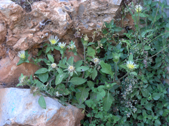 Centaurea pullata