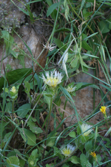 Centaurea pullata