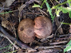 Scleroderma arenicola