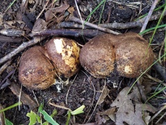 Scleroderma arenicola