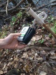 Erythronium americanum