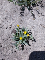 Camissoniopsis pallida