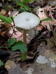 Melanoleuca alboflavida