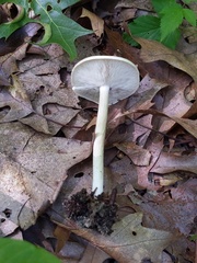 Melanoleuca alboflavida