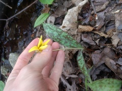 Erythronium americanum