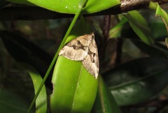 Xanthorhoe semifissata