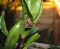 Xanthorhoe semifissata