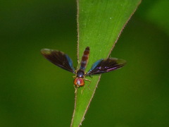 Ocyptamus dimidiatus