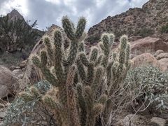 Cylindropuntia ganderi