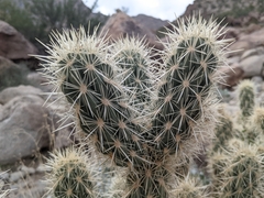 Cylindropuntia ganderi
