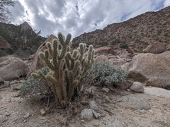 Cylindropuntia ganderi