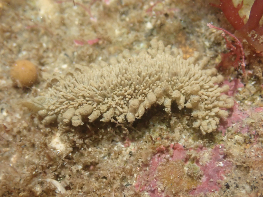 Flabelliderma ockeri