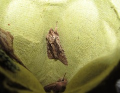 Ichneutica mutans