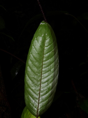 Monotagma contractum