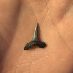 Lamniformes