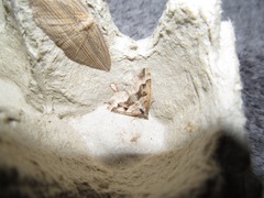 Xanthorhoe semifissata