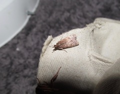 Eudonia asterisca