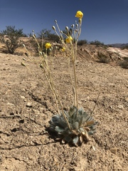 Arctomecon californica