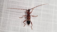 Coptocercus tricolor