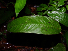 Monotagma contractum