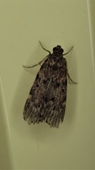 Mimaglossa nauplialis