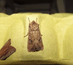 Ichneutica morosa
