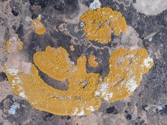 Xanthomendoza trachyphylla