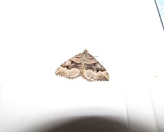 Xanthorhoe semifissata