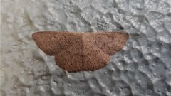 Cyclophora obstataria