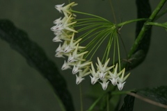 Hoya multiflora