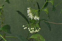 Hoya multiflora