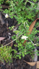 Xanthosia stellata