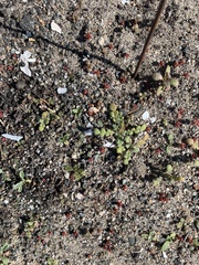 Phacelia stellaris