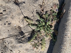 Phacelia stellaris