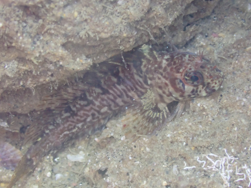 Mussel Blenny