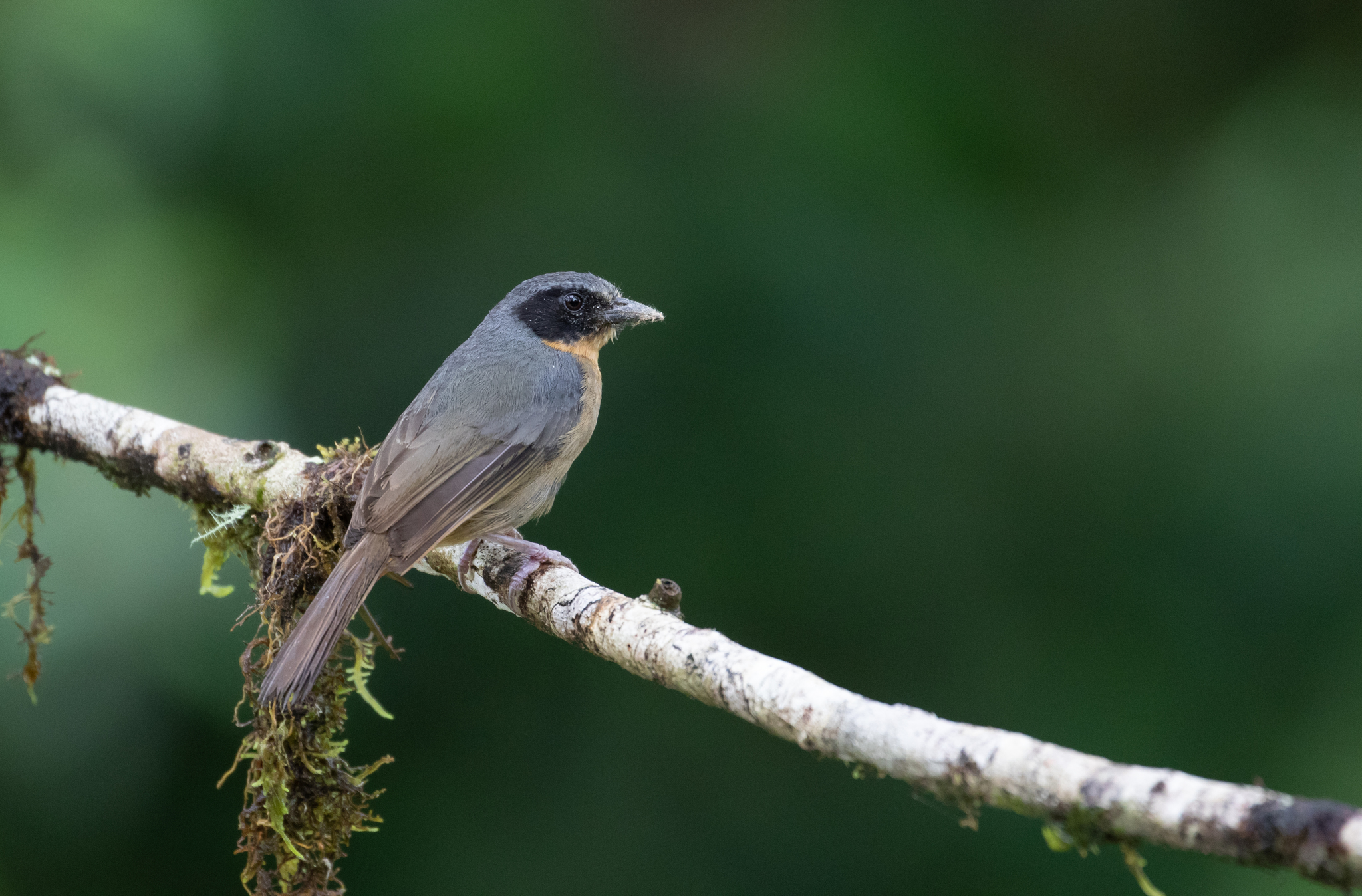 Black-eared Hemispingus illustration
