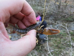 Cambarus graysoni