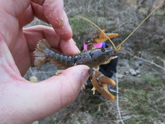 Cambarus graysoni
