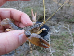 Cambarus graysoni
