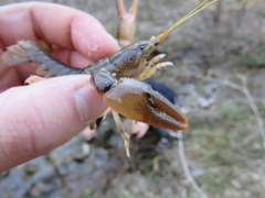 Cambarus graysoni