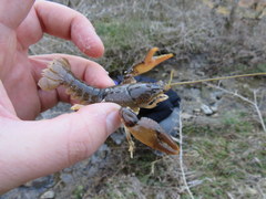 Cambarus graysoni