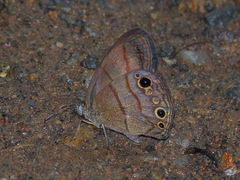 Hermeuptychia pimpla