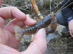 Cambarus graysoni