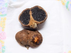 Scleroderma arenicola