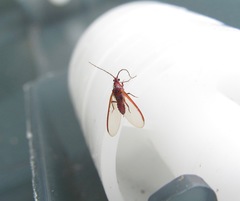 Coelostomidia zealandica